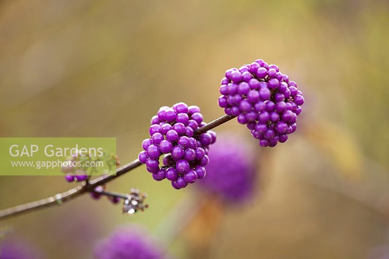 Callicarpa bodinieri giraldii, purple berries in autumn
