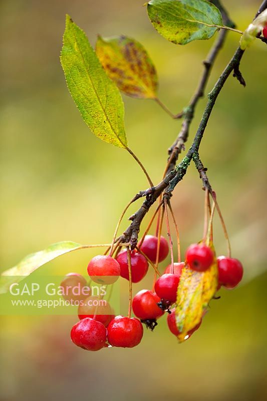 Fruits of Malus sikkimensis in autumn