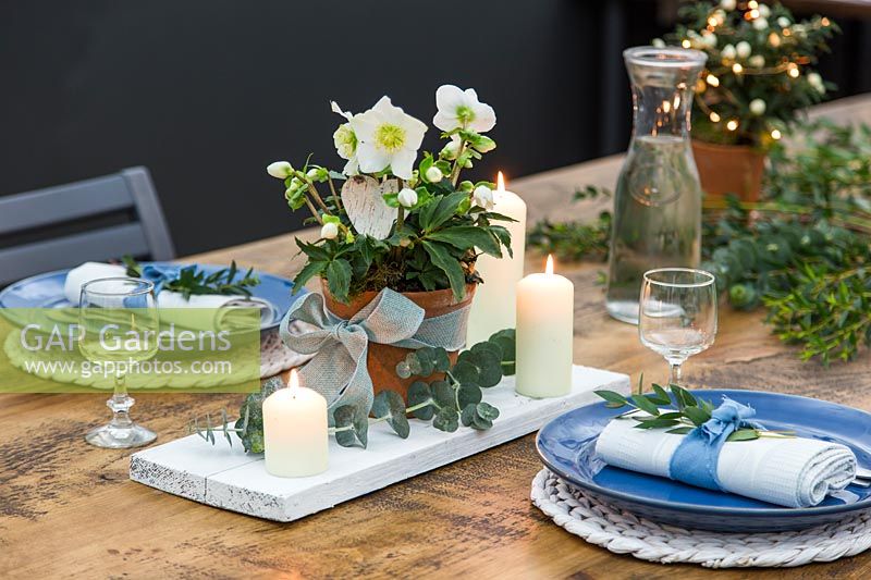 Blue themed festive table setting with centrepiece Helleborus, candles and Eucalyptus