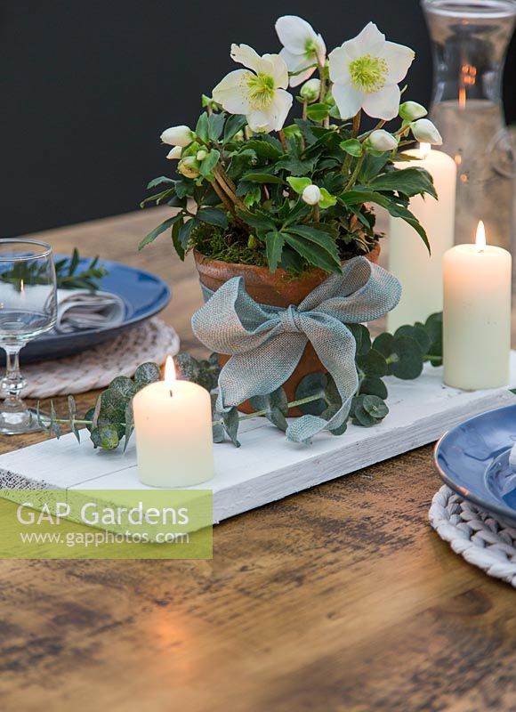 Blue themed festive table setting with centrepiece Helleborus, candles and Eucalyptus