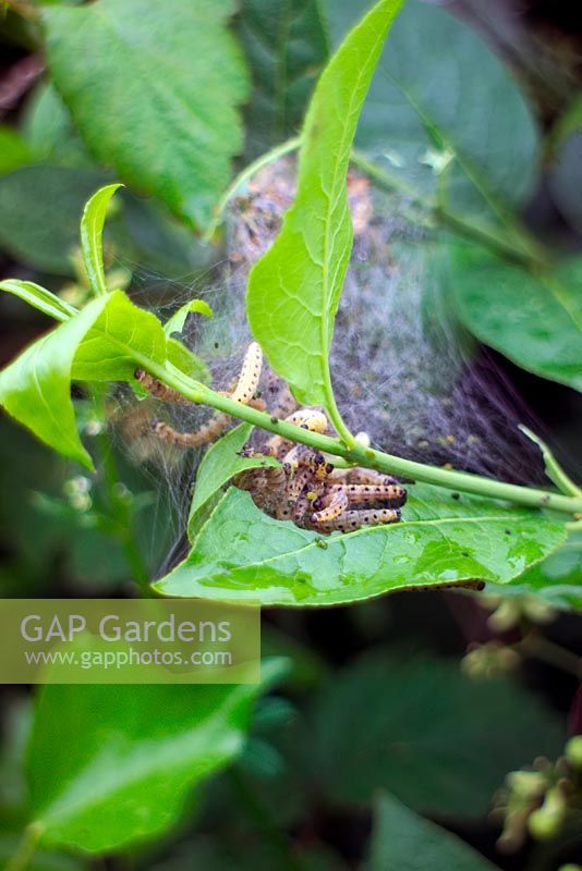 Larvae of the Small Erimine Moth - Yponomeuta padella in a rural hedge