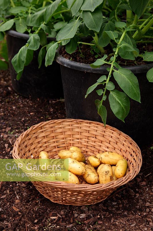 Lifting early potatoes in late May from a mid March planting - grown in 25 litre pot - Solanum tuberosum 'Charlotte' yield from one plant - enough for two people