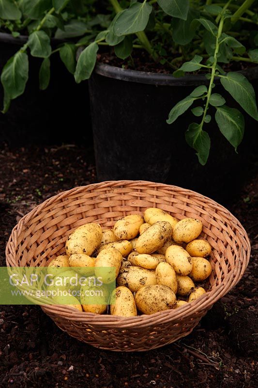 Lifting early potatoes in late May from a mid March planting - grown in 25 litre pot - Solanum tuberosum 'Charlotte' yield from two plants - enough for four good appetites