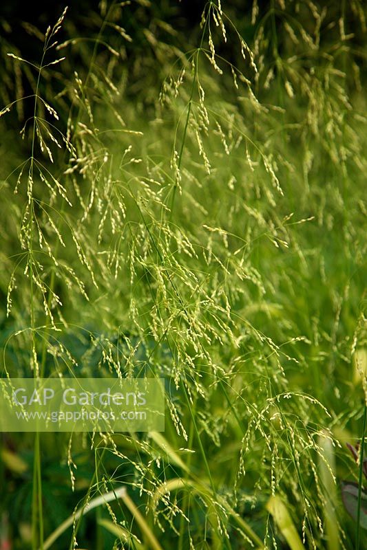 Milium effusum 'Aureum' AGM - Bowles' golden grass