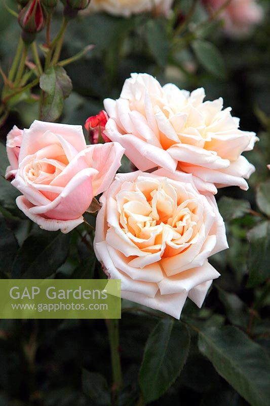 Rosa 'Chanelle' bush rose
