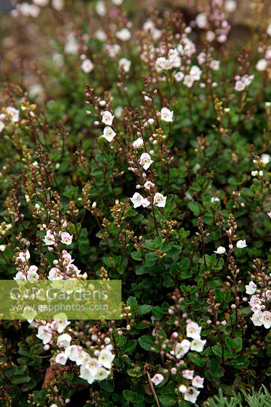 Parahebe catarractae white flowered in Foamlea Garden, Mortehoe, North Devon
