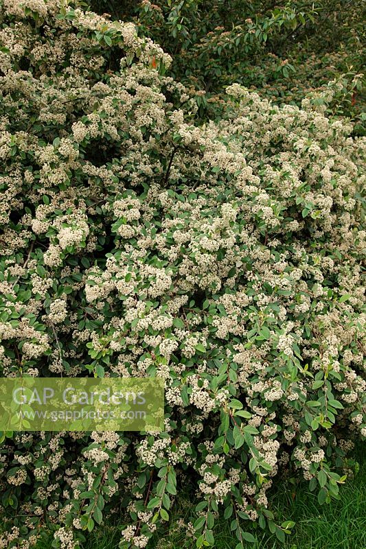Cotoneaster lacteus AGM - flowering in early July