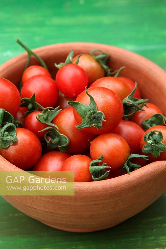 Tomato - Solanum lycopersicum 'Tumbler' in clay bowl
