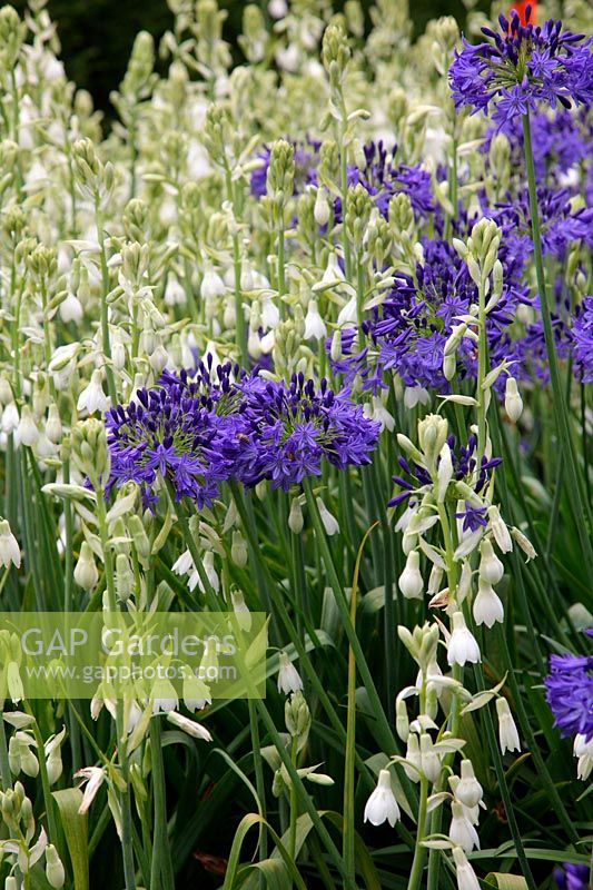 Agapanthus 'Queen Elizabeth the Queen Mother' with Galtonia candicans in the Savill Garden, Windsor