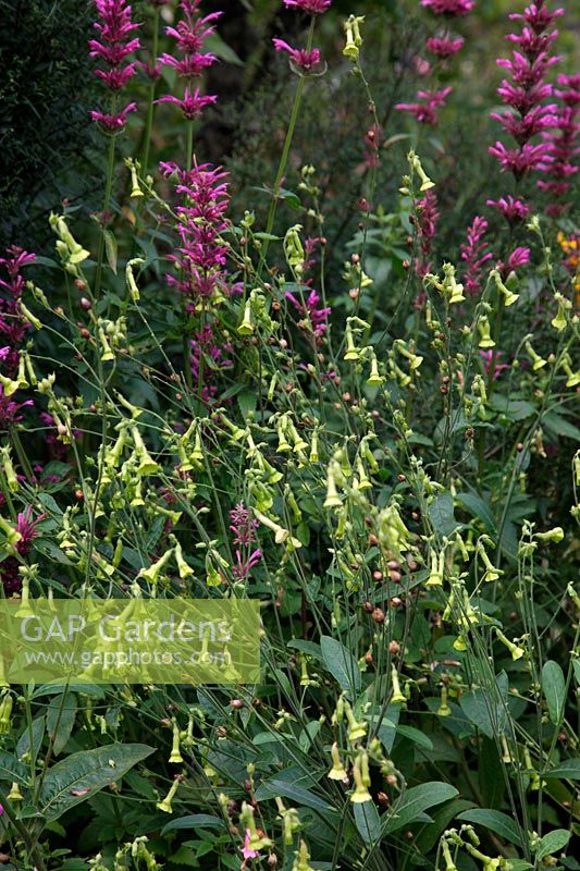 Nicotiana langsdorfii - Green flowering tobacco with Agastache mexicana 'Sangria'