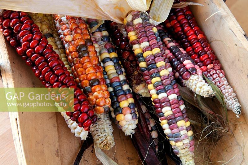 Zea mays 'Painted Mountain' - Corn or Maize in a trug - are good to eat but even better to look at