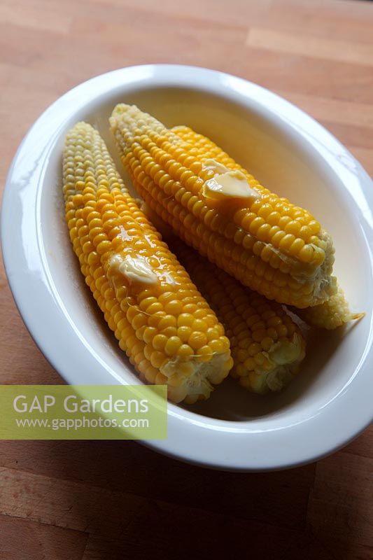 Sweet Corn - Zea Mays 'Earligold' - cooked and with butter