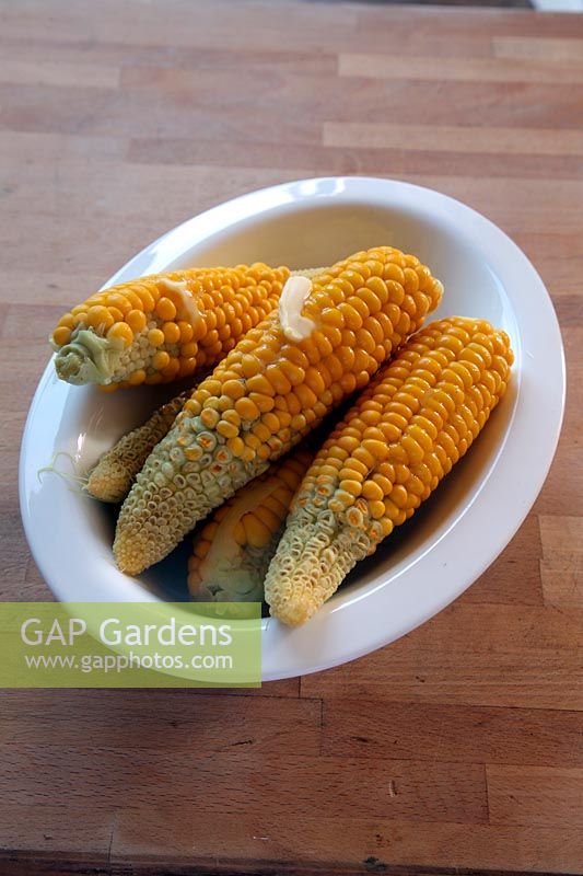 Sweet Corn - Zea mays 'Sweetie Pie' - cooked and with butter - ready to eat in white glazed bowl
