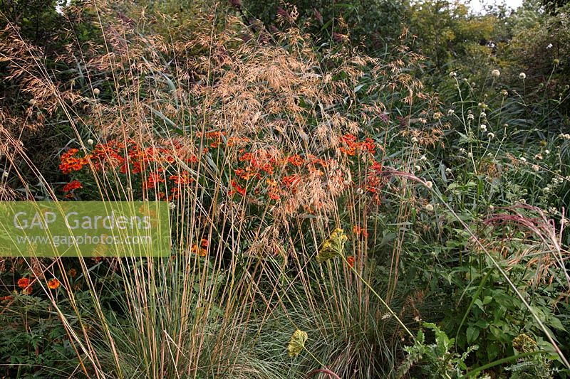 Helenium 'Flammendes KÃ¤tchen' with Stipa gigantea in early autumn