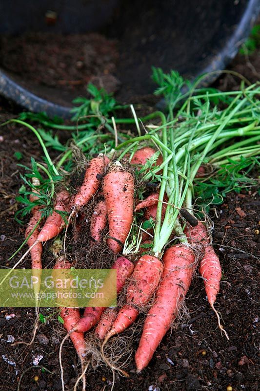 Daucus carota - Carrot 'Atomic Red' - yield from one 20 litre pot