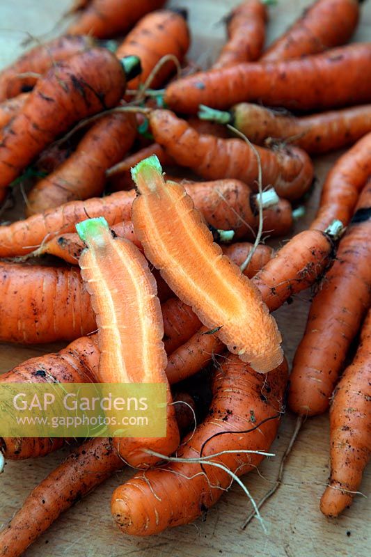 Daucus carota - Carrots  'Chantenay Red Cored'