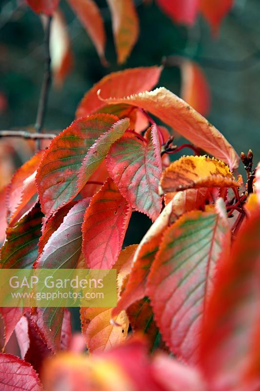 Prunus sargentii AGM showing autumn leaf colour