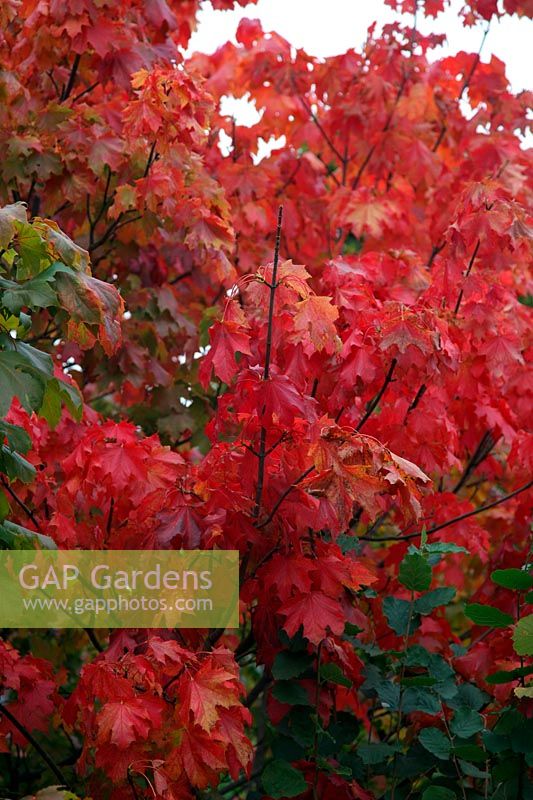 Acer platanoides - a tree with particularly good red autumn foliage