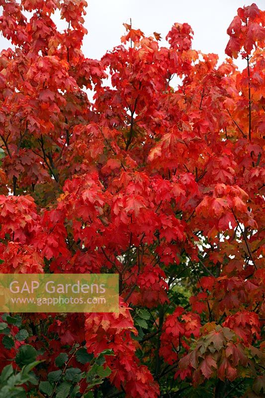 Acer platanoides - a tree with particularly good red autumn foliage