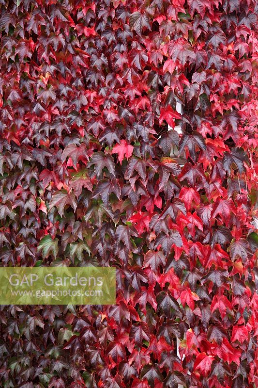 Parthenocissus tricuspidata - Boston Ivy in autumn