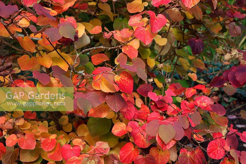 Disanthus cercidifolius - autumn leaf colour
