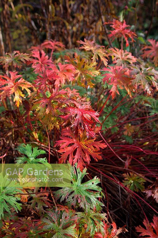 Foliage colour on Geranium 'Orion' in November