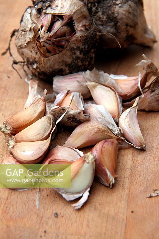 Garlic cultivar originally purchased in the Rhone valley and home saved year to year for growing- Allium sativum - splitting off cloves for replanting during November