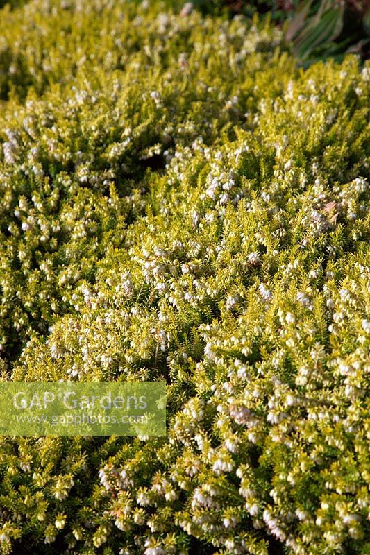 Erica carnea f. alba 'Golden Starlet' AGM in late January