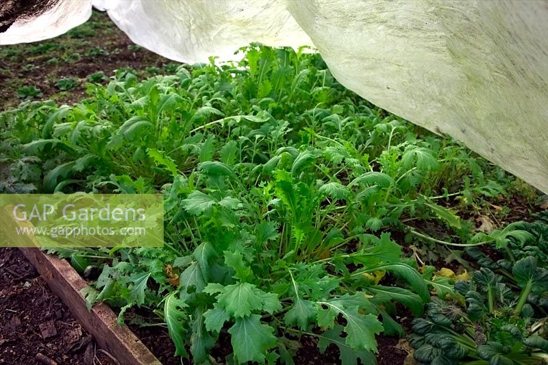 Growing winter sown Mizuna in a polytunnel and under horticultural fleece