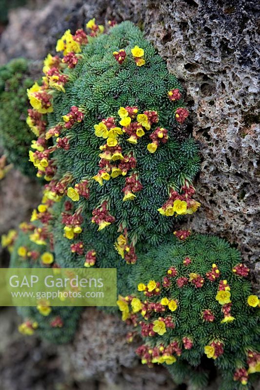 Saxifraga - Saxifrage growing in a tufa wall