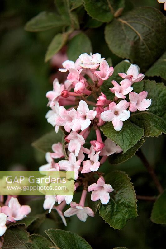 Viburnum carlesii at Marwood Hill Garden - early morning in mid April