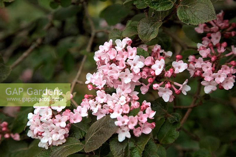 Viburnum carlesii at Marwood Hill Garden - early morning in mid April