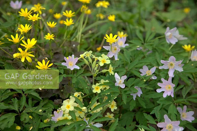Anemone nemerosa 'Robinsoniana' AGM - Windflower with Primula vulgaris - Primrose and Ranunculus ficaria 'Brazen Hussy' - Bronze Celandine