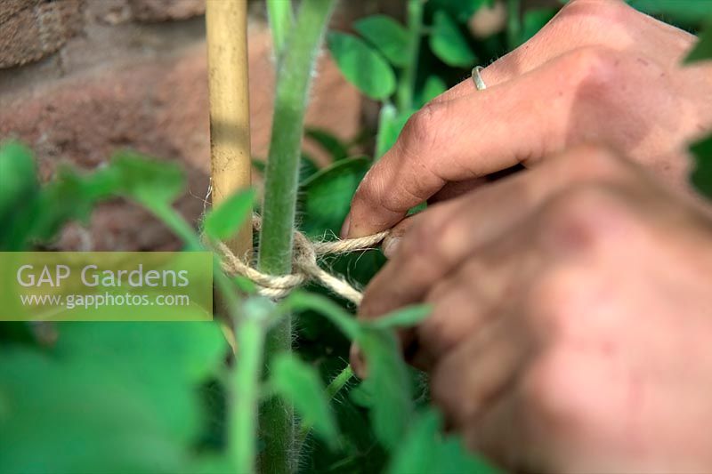 Training a growing tomato plant - Solanum lycopersicum - tying in leader showing womans hands