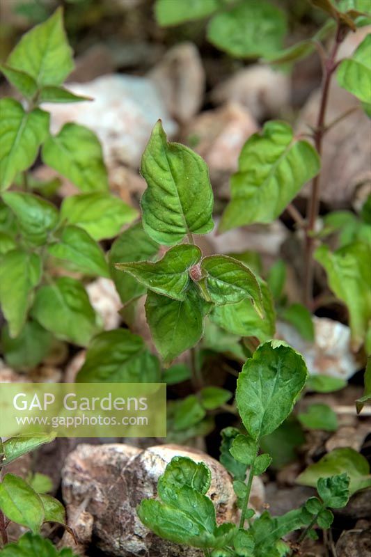 Common Garden Weeds - Enchanters Nightshade - Circaea lutetiana