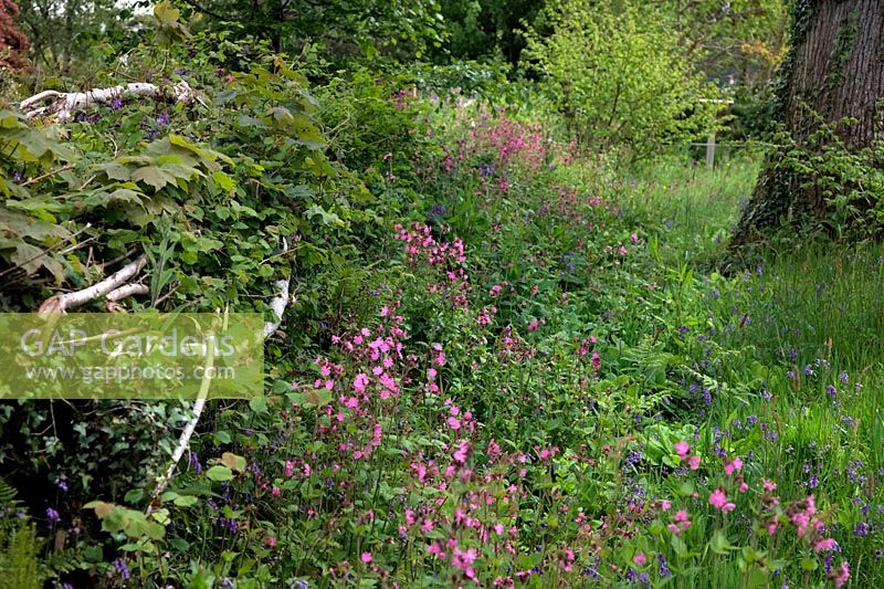 One year after a hedge has been laid allowing more light to enter sees a dramatric increase in native flora - Silene dioica - Red Campion with Hyacinthoides non-scripta - English Bluebells