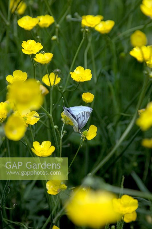 Green Veined White Butterfly - Pieris napi mating on Field or Meadow Buttercup - Ranunculus