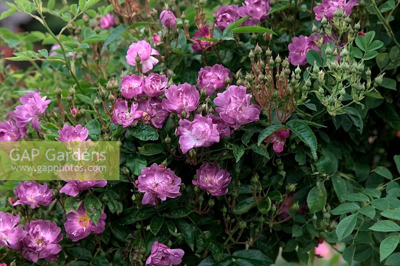 Rambler Rose - Rosa 'Veilchenblau'
