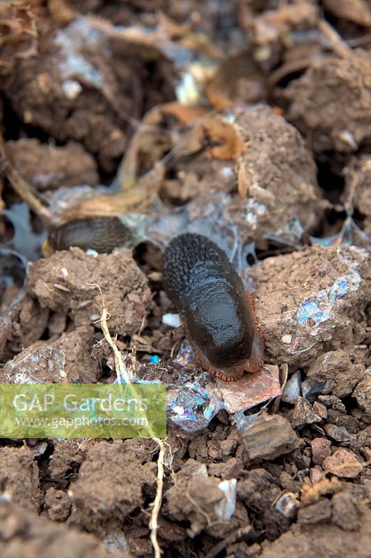 Arion ater - Common Brown or Black slug paralysed by metaldehyde slug pellets and will die by dessication