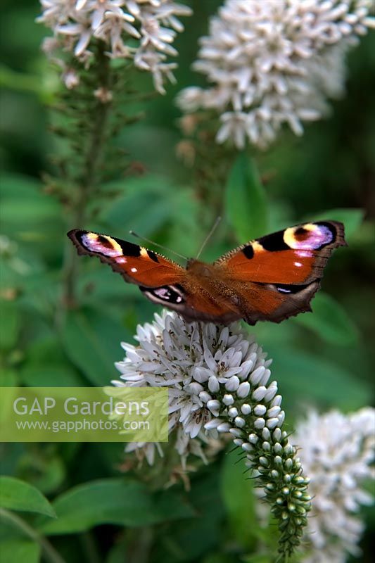 Inachis io - Peacock butterfly on Lysimachia barystachys