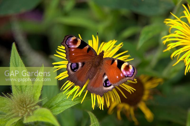Inachis io - Peacock butterfly on Inula hookeri