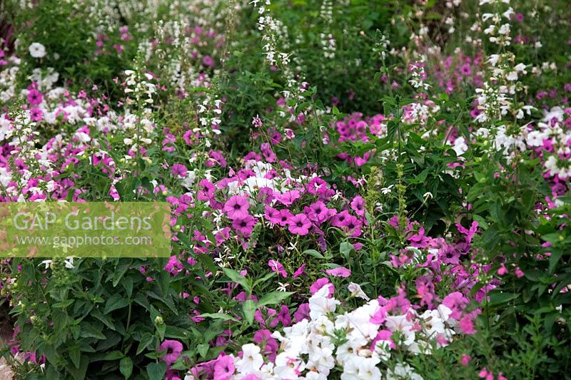 Annual bedding display with white Salvia and Laurentia and purple Petunias - 2013 at the Garden of the Domaine de Chaumont-sur-Loire