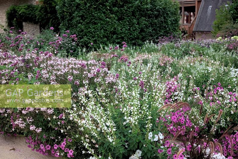 Annual bedding display with Cleome 'Sparkler Blush'  - Cleome houtteana - white Salvia and Laurentia and purple Petunias - 2013 at the Garden of the Domaine de Chaumont-sur-Loire