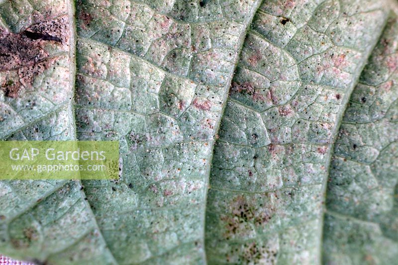 Red spider mite infestation Tetranychus urticae - symptoms from the under side of a Runner bean leaf - Phaseolus coccineus