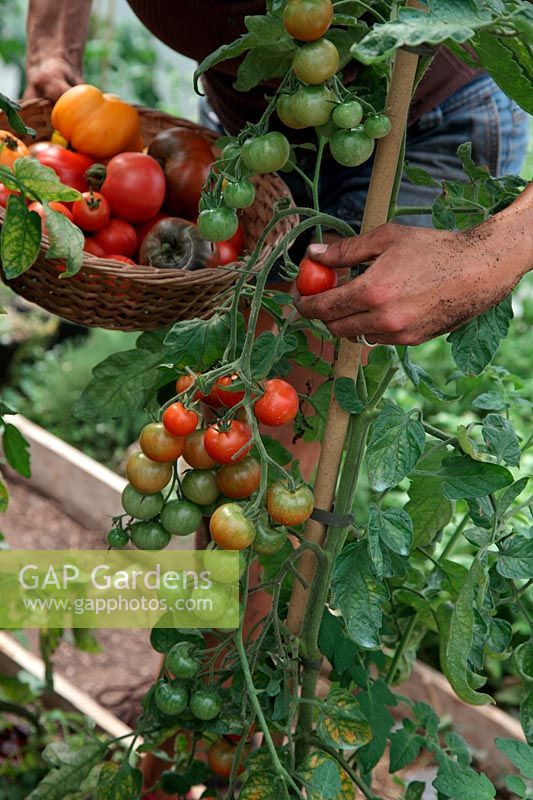Woman gardener picking tomatoes - Solanum lycopersicum into a basket