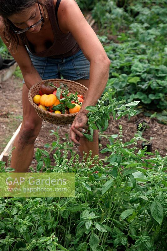 Woman gardener picking Sweet Basil - Ocimum basilicum to add to tomatoes - Solanum lycopersicum in a basket