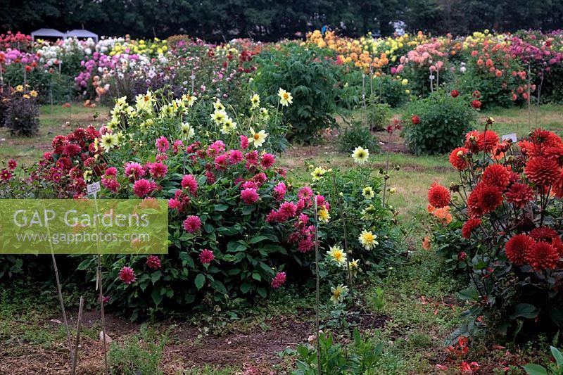 Dahlias in the National Dahlia Collection, Winchester Growers, Long Rock, Penzance, UK