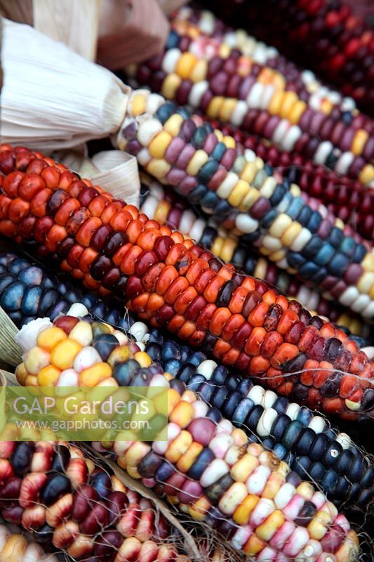 Zea mays 'Painted Mountain' - Corn or Maize