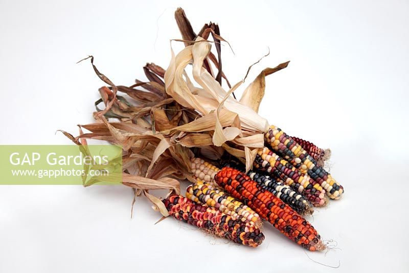 Zea mays 'Painted Mountain' - Corn or Maize