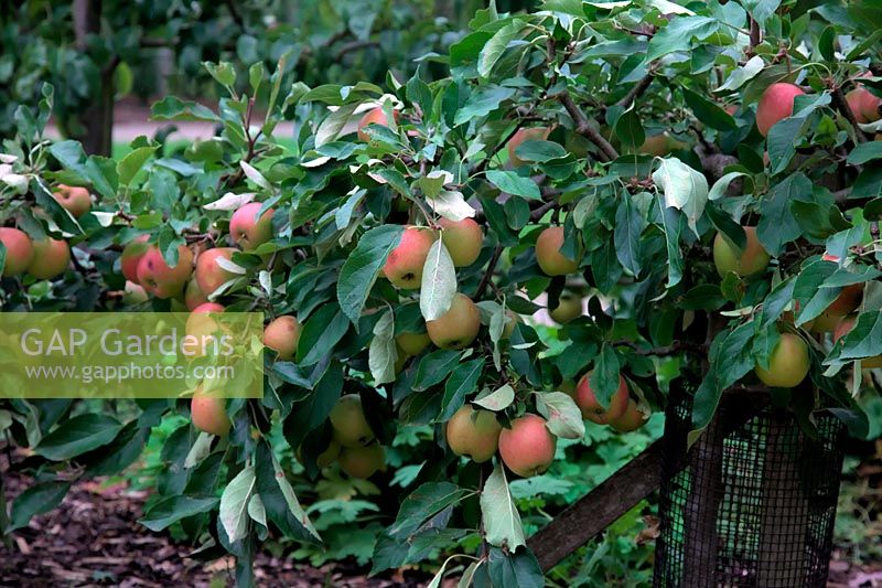 Apple - Malus domestica 'Falstaff'  - D -  AGM trained as stepover cordon on M27 rootstock shown mid September